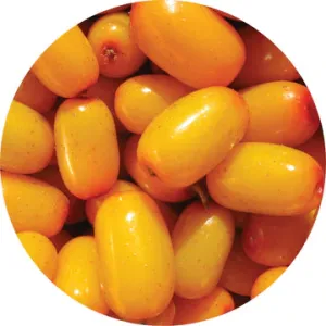 Seabuckthorn Essential Oil - Living Libations